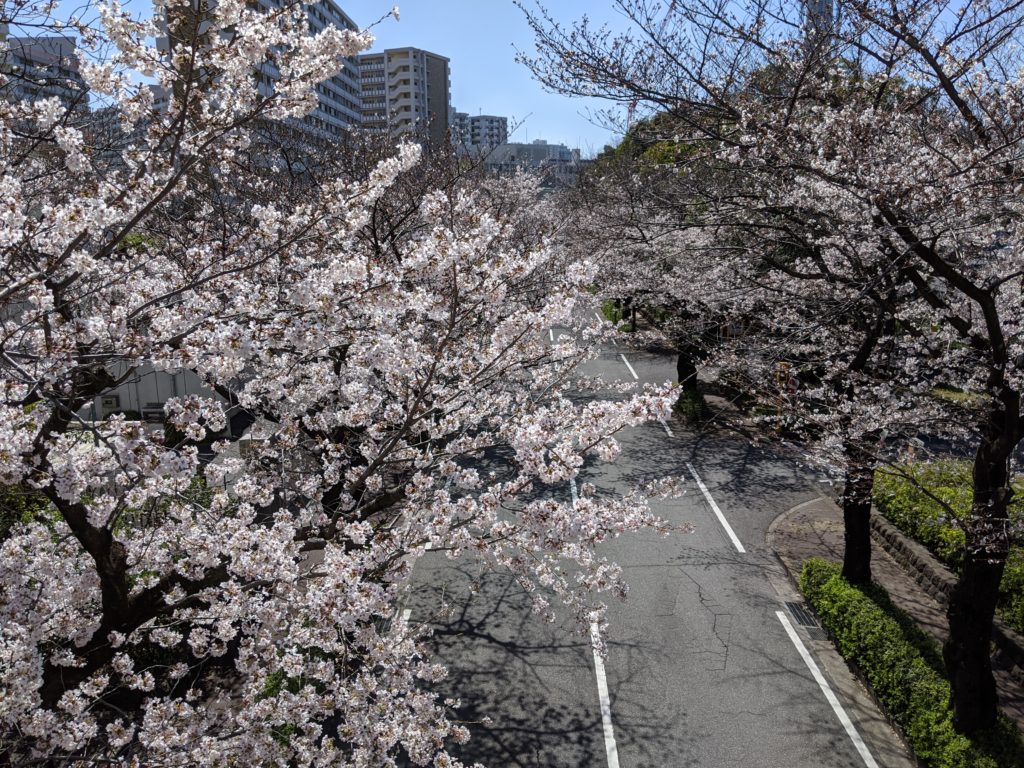 光が丘公園の桜